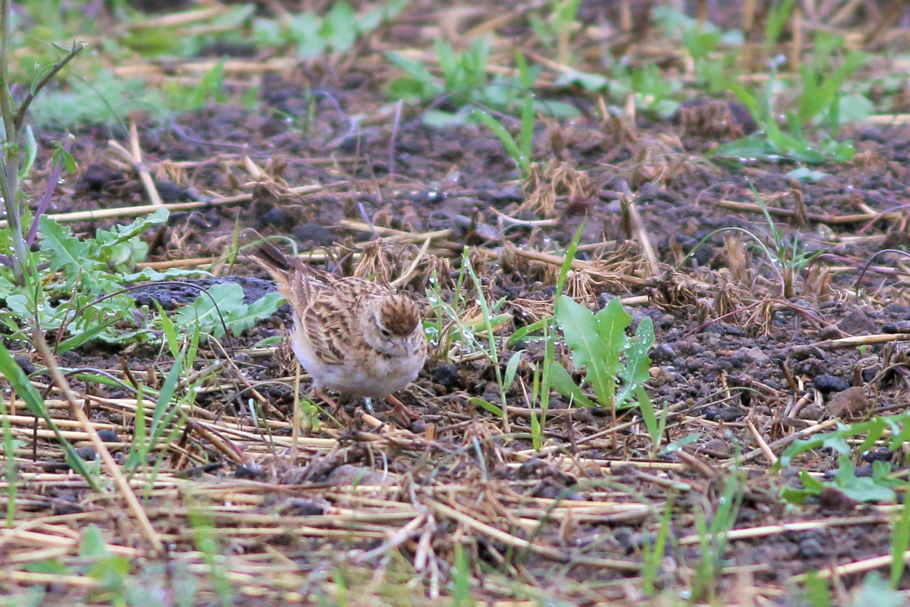 Greater Short-toed Lark